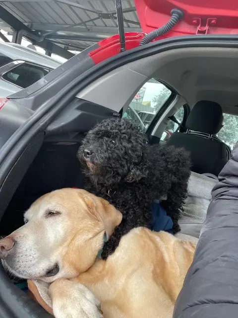 chien lost   93100 Montreuil Blacky