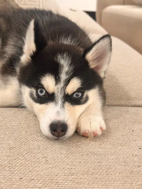 chien lost    Saint-Denis Milo