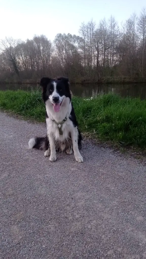 Chien Perdu 93 Seine-Saint-Denis Saint-Denis - Toshi