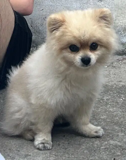 chien lost   93170 Bagnolet Shodji