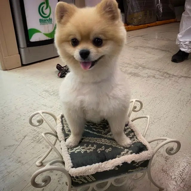 chien lost   93170 Bagnolet Soji