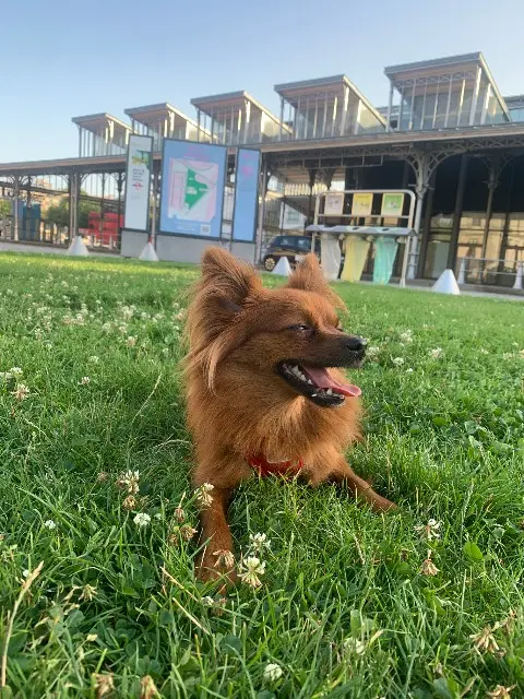 chien lost   93300 Aubervilliers Soju