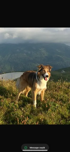 chien lost   93220 Gagny Taïko