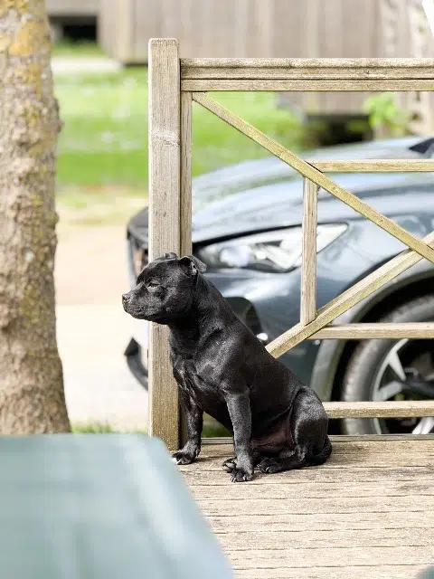 chien lost   93370 Montfermeil Wesley