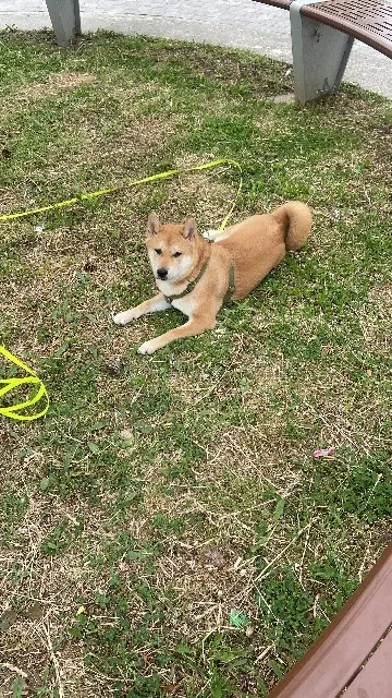 chien lost   93190 Livry-Gargan Zaïko