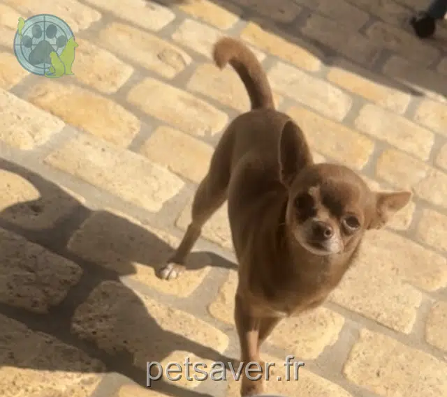 cão perdido 93300 Aubervilliers Zigzag cão lost 93300 Aubervilliers Zigzag