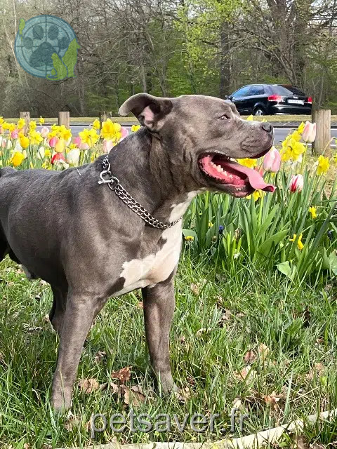 chien lost   94450 Limeil-Brévannes Baïko