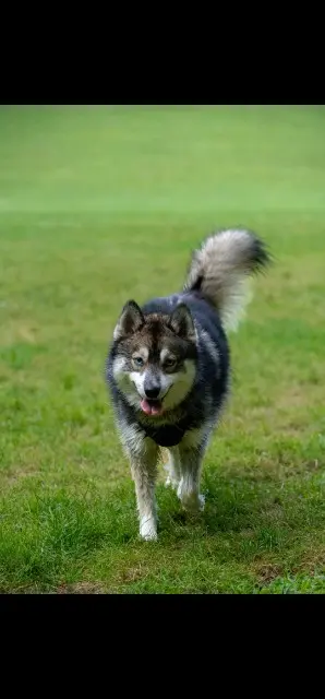 chien lost   94490 Ormesson-sur-Marne Hugo et Victor