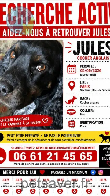 Hund lost   94410 Saint-Maurice Jules
