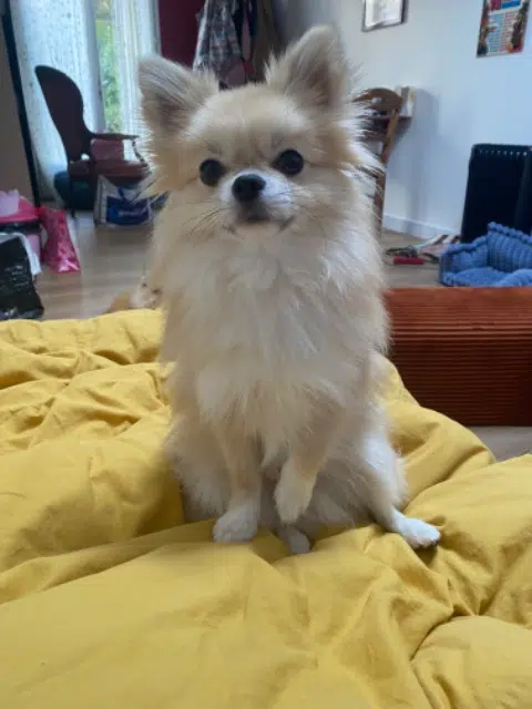 chien lost   94140 Alfortville Kiwi