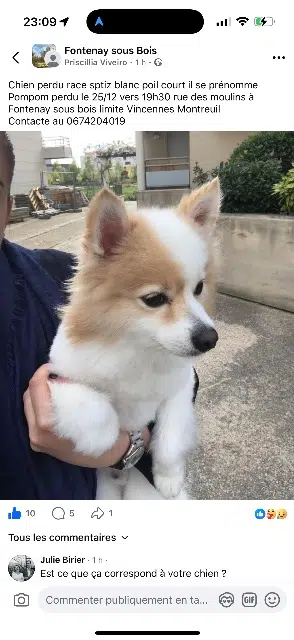 chien lost   94120 Fontenay-sous-Bois Pompom