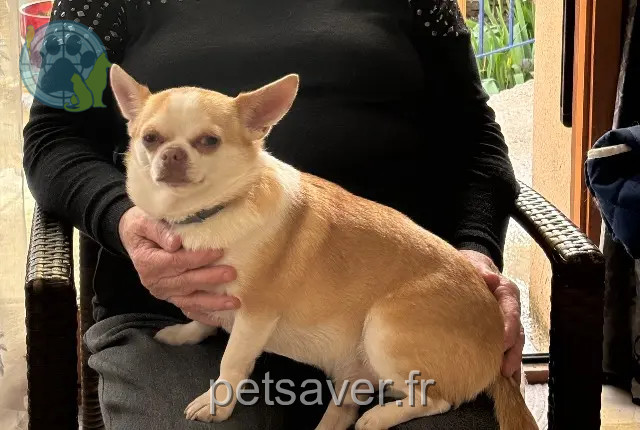 Hund vermisst 94270 Le Kremlin-Bicêtre Sirius Hund lost 94270 Le Kremlin-Bicêtre Sirius