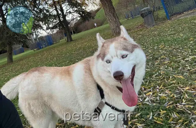 chien lost   94460 Valenton Timy