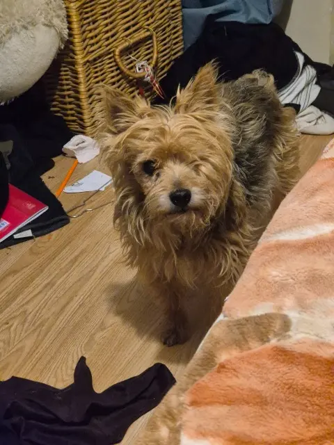 chien perdu 95470 Fosses Aslan chien lost 95470 Fosses Aslan