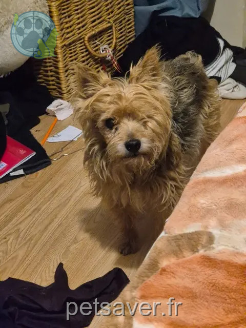 perro perdido 95470 Fosses Aslan perro lost 95470 Fosses Aslan