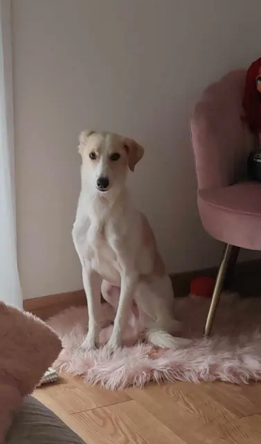 chien lost   95820 Bruyères-sur-Oise Clayton