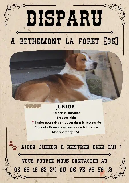 chien perdu 95840 BĂ©themont-la-ForĂȘt Junior chien lost 95840 BĂ©themont-la-ForĂȘt Junior