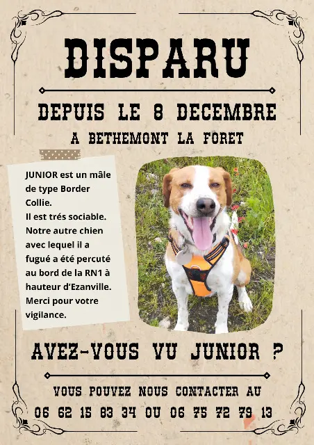 chien lost   95840 Béthemont-la-Forêt Junior