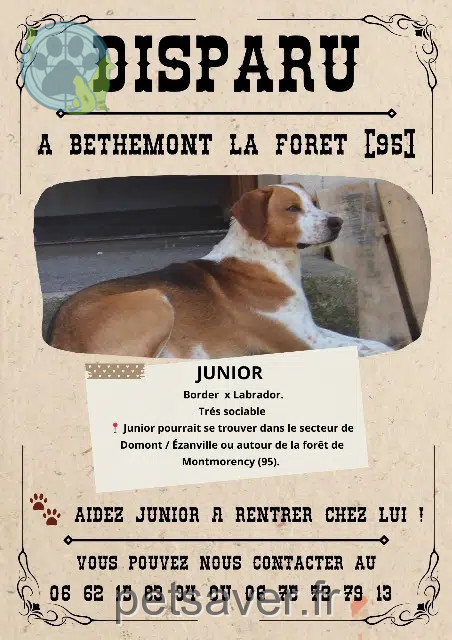 cão perdido 95840 Béthemont-la-Forêt Junior cão lost 95840 Béthemont-la-Forêt Junior