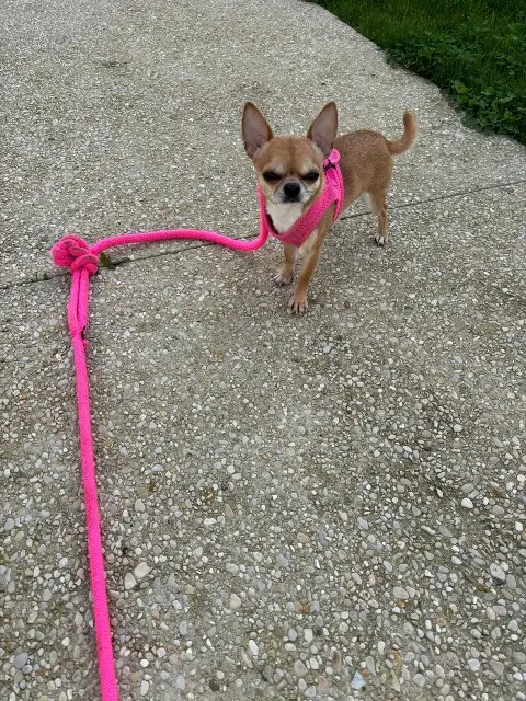 chien lost   95200 Sarcelles Luffy