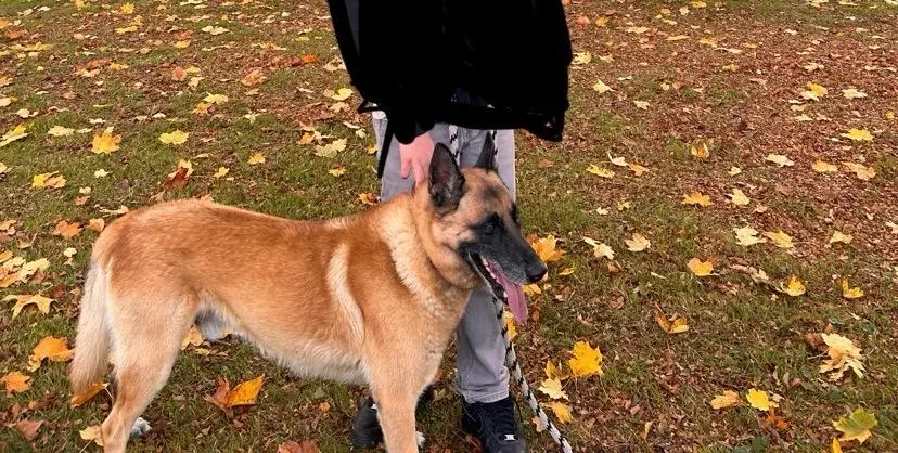 hond vermist Avenue de Paris 95290 L'Isle-Adam Malin hond lost Avenue de Paris 95290 L'Isle-Adam Malin
