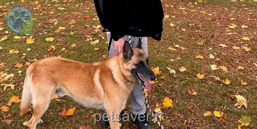 hond vermist Avenue de Paris 95290 L'Isle-Adam Malin hond lost Avenue de Paris 95290 L'Isle-Adam Malin