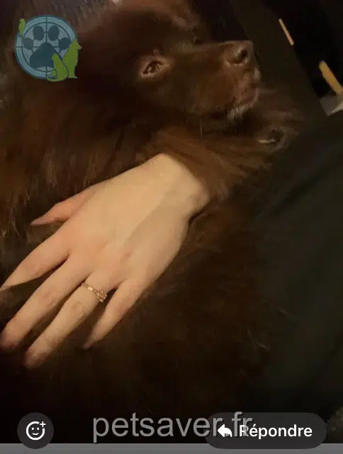 cane lost   95210 Saint-Gratien Simba