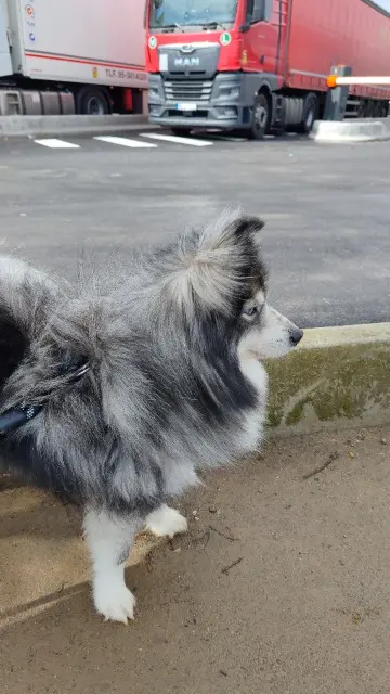 chien lost   95470 Vémars Snow
