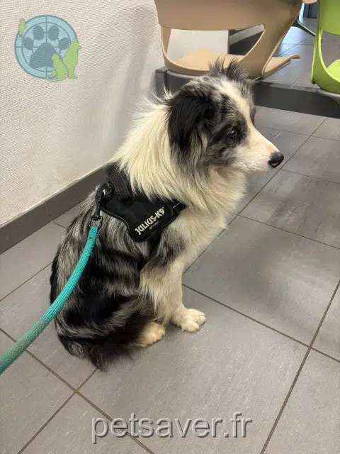 chien lost   95200 Sarcelles Volcan