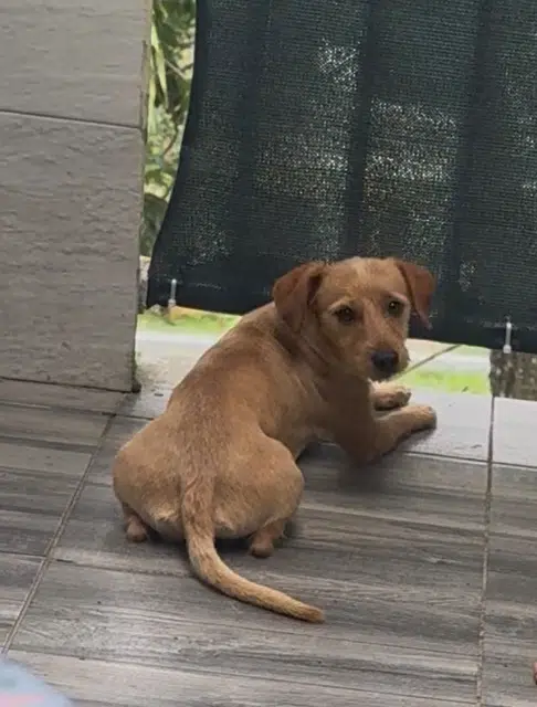 chien lost    Les Abymes Kanel