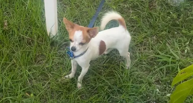 chien lost   97119 Vieux-Habitants Puppy