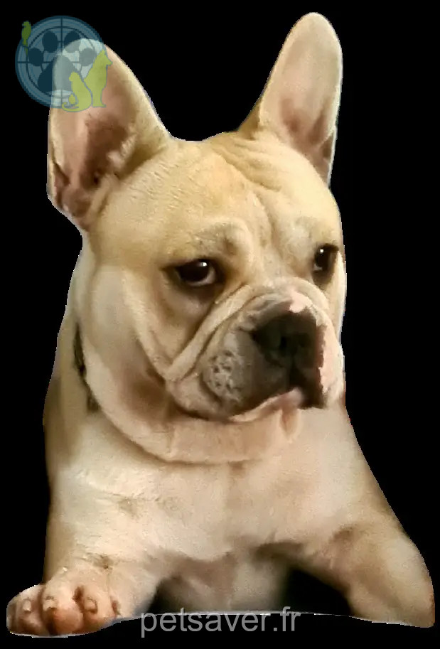 Chien Perdu Chien Perdu