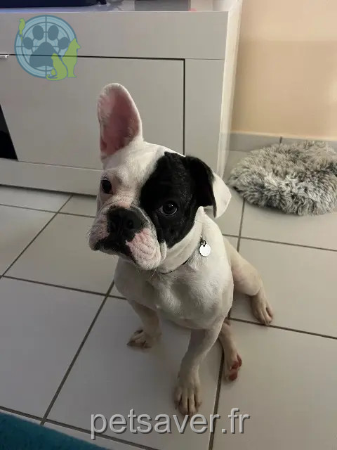 chien lost 97233 Schœlcher Kaïser