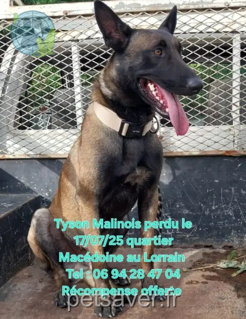 chien lost 97214 Le Lorrain Tyson