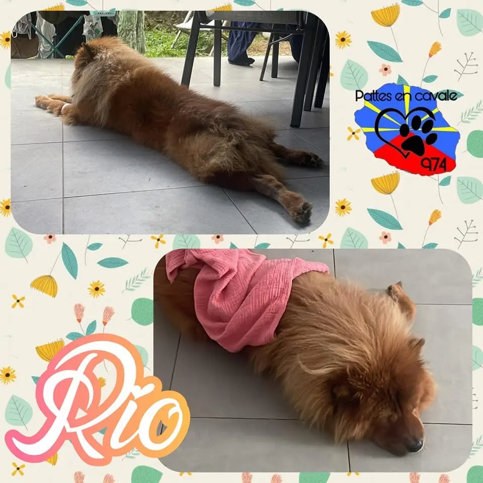 Chien Perdu Chien Perdu