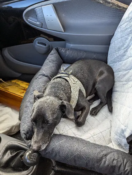 Chien Perdu Chien Perdu