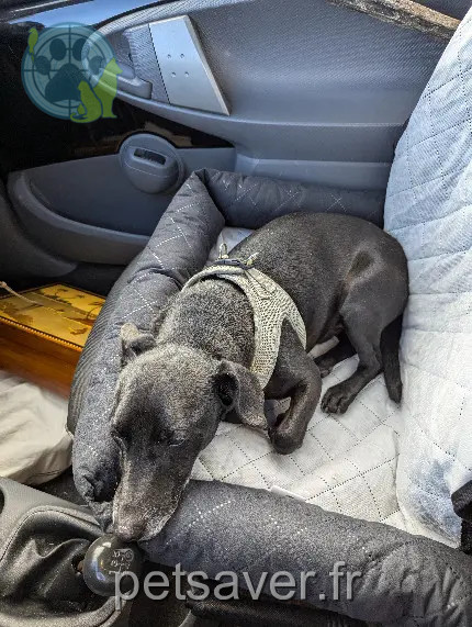 Chien Perdu Chien Perdu