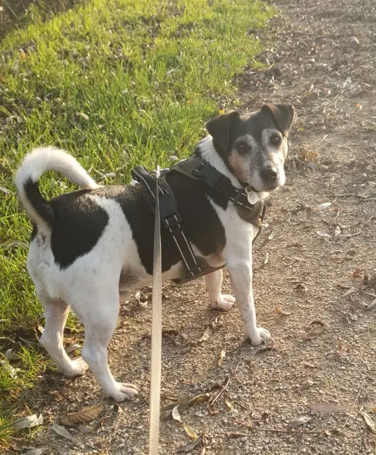 chien lost   71530 Crissey Simba