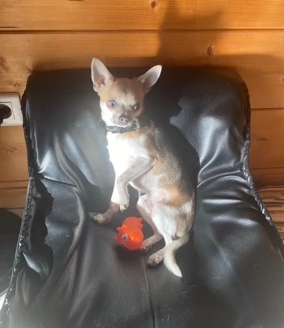 dog lost   71140 Chalmoux Uby