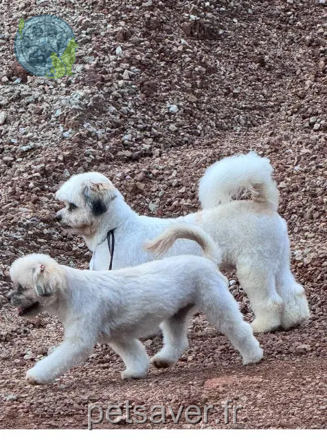 chien lost 97351 Matoury Bouboule
