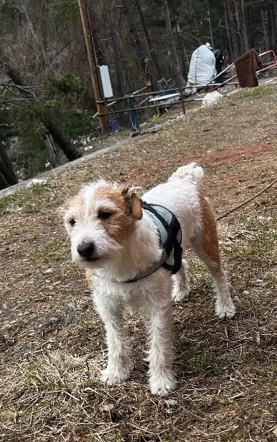 chien lost   12015 Limone Piemonte Tymba