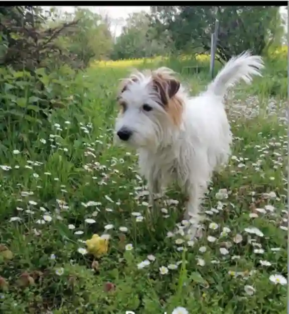 Chien Perdu - Léon Chien Perdu - Léon