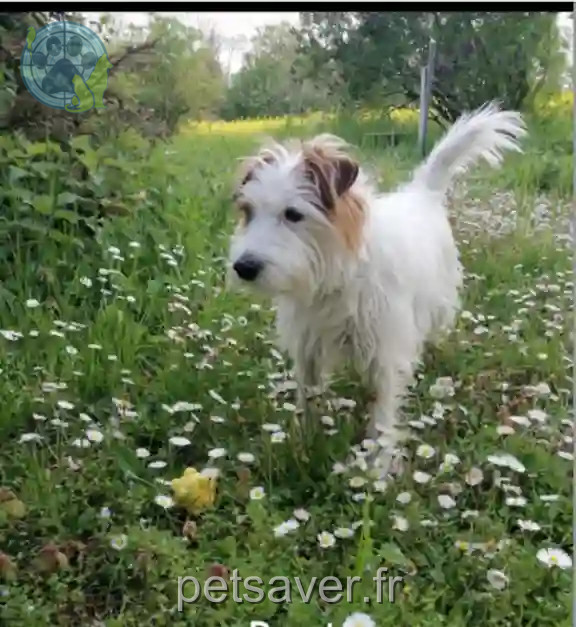 Chien Perdu - Léon Chien Perdu - Léon