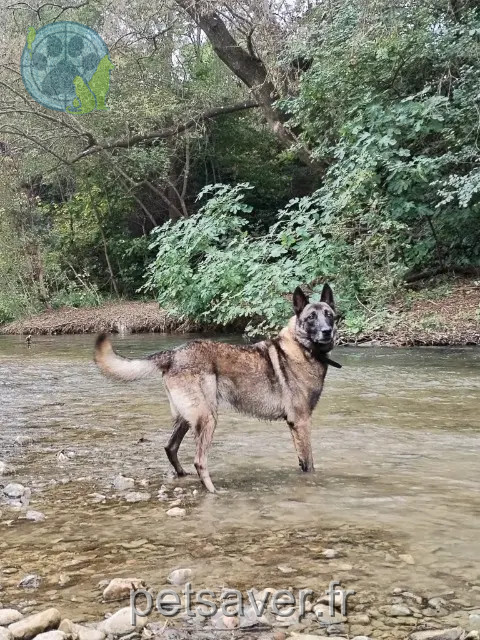 Hund vermisst Lairy Hund lost Lairy