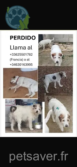 hond vermist Lorca Jeepsy hond lost Lorca Jeepsy