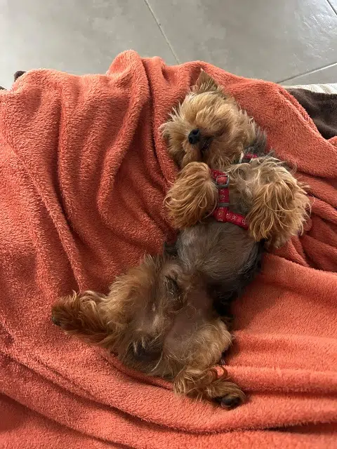 chien lost   97419 La Possession Aiko