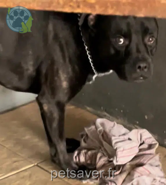 chien lost    Saint-Benoît Alpha