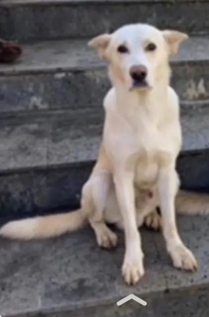 chien lost    Saint-Paul Antoine