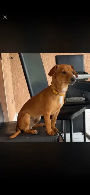 chien lost    Saint-Pierre Camel