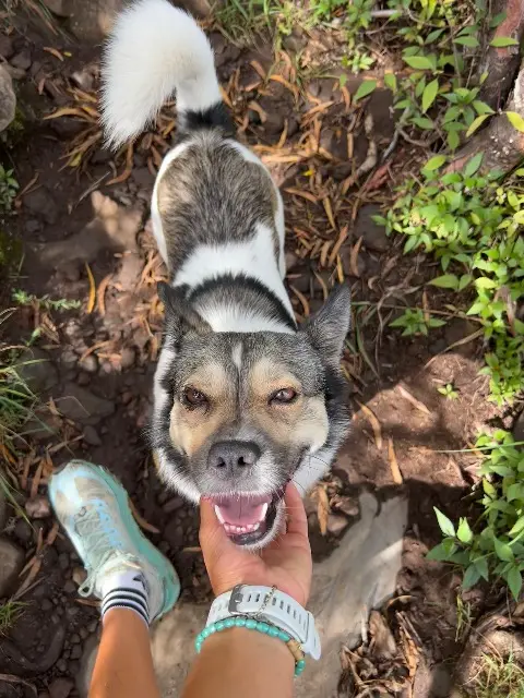 chien lost    Saint-Paul Comète